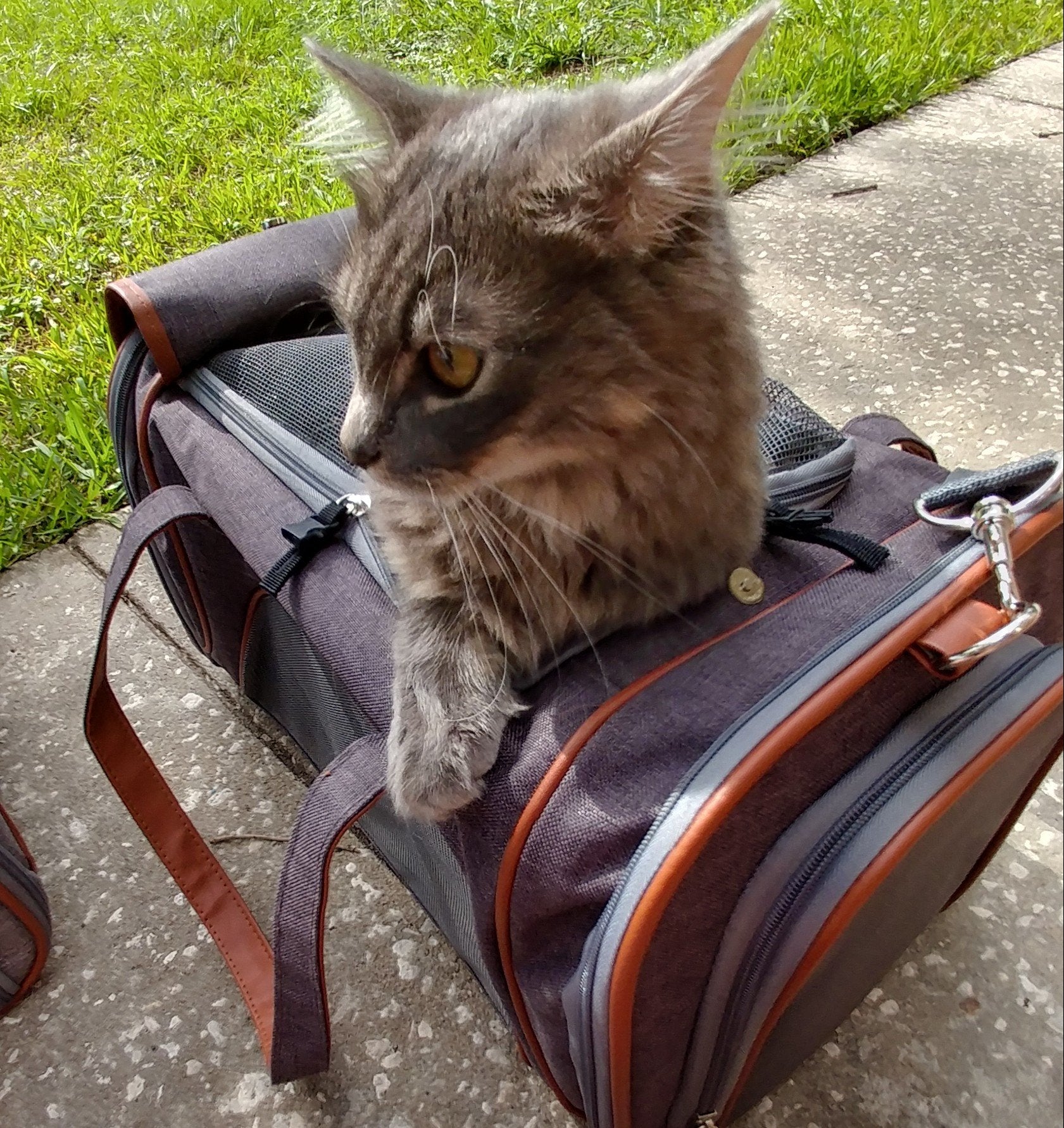 Mr. Peanut's Gold Series Airline Approved Pet Carrier – Soft-Sided Travel Tote for Cats & Small Dogs, Fits Under Airline Seats