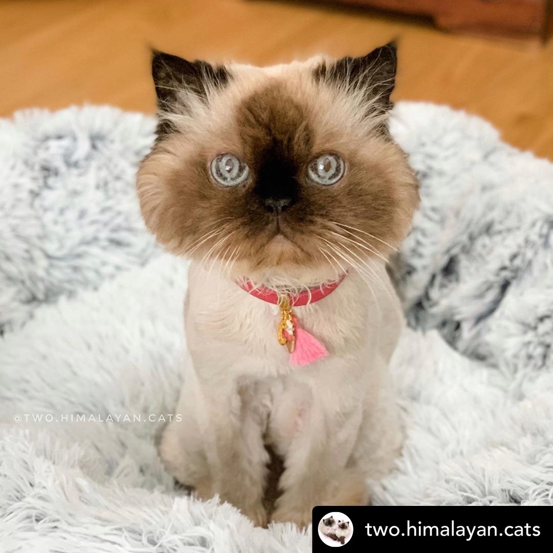 Mr. Peanut’s OrthoPlush® 23" Orthopedic Pet Bed – Luxuriously Soft, Vet-Designed Support for Dogs & Cats