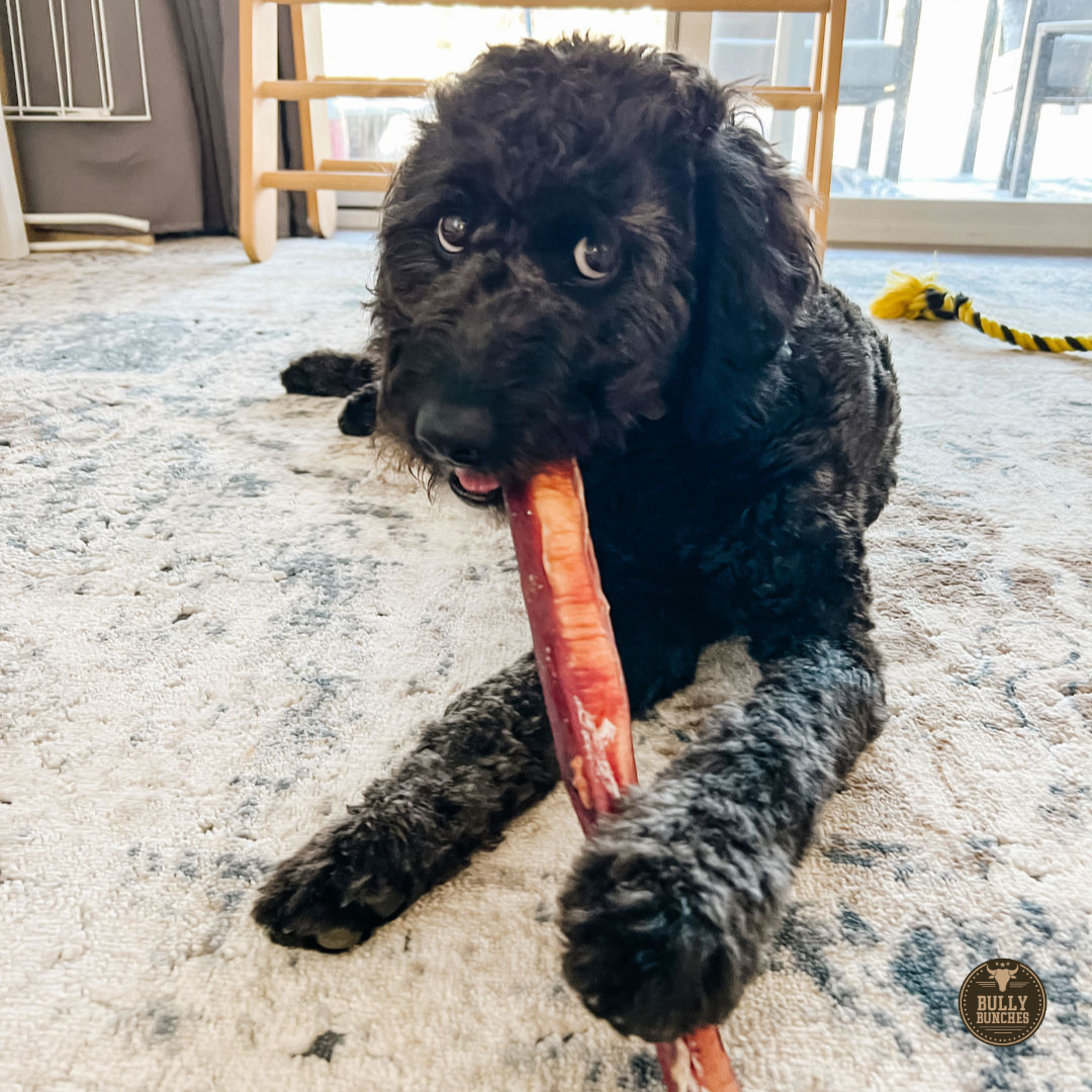 12-Inch Monster Bully Stick for Aggressive Chewers – All-Natural, Long-Lasting Dog Chew