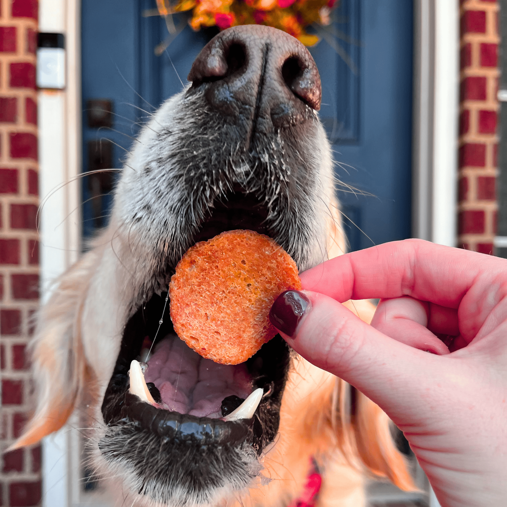 Turkey Feast Chips – Single-Ingredient Thanksgiving Dog & Cat Treats