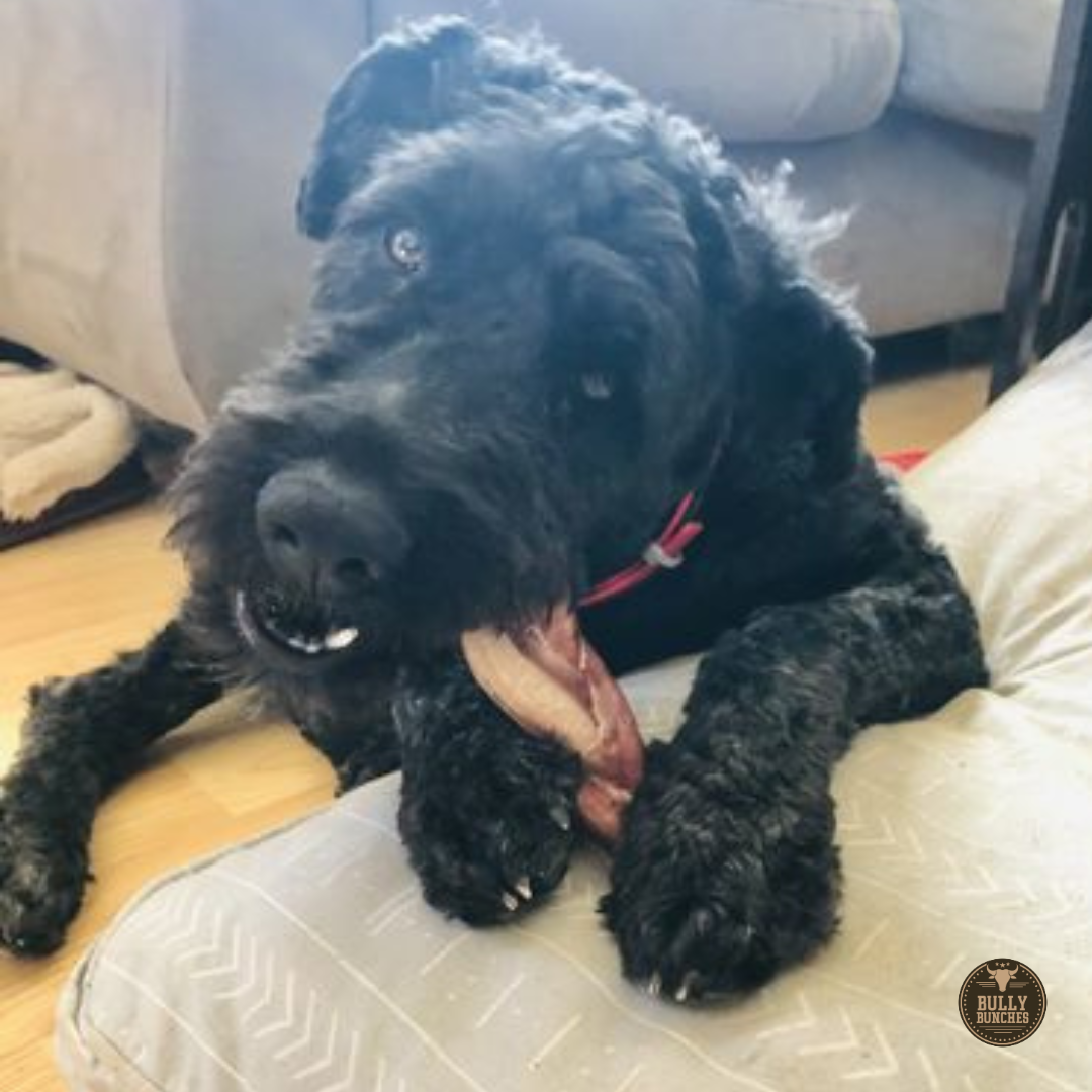 6-Inch Jumbo Braided Bully Stick for Medium Dogs – All-Natural, Long-Lasting Chew