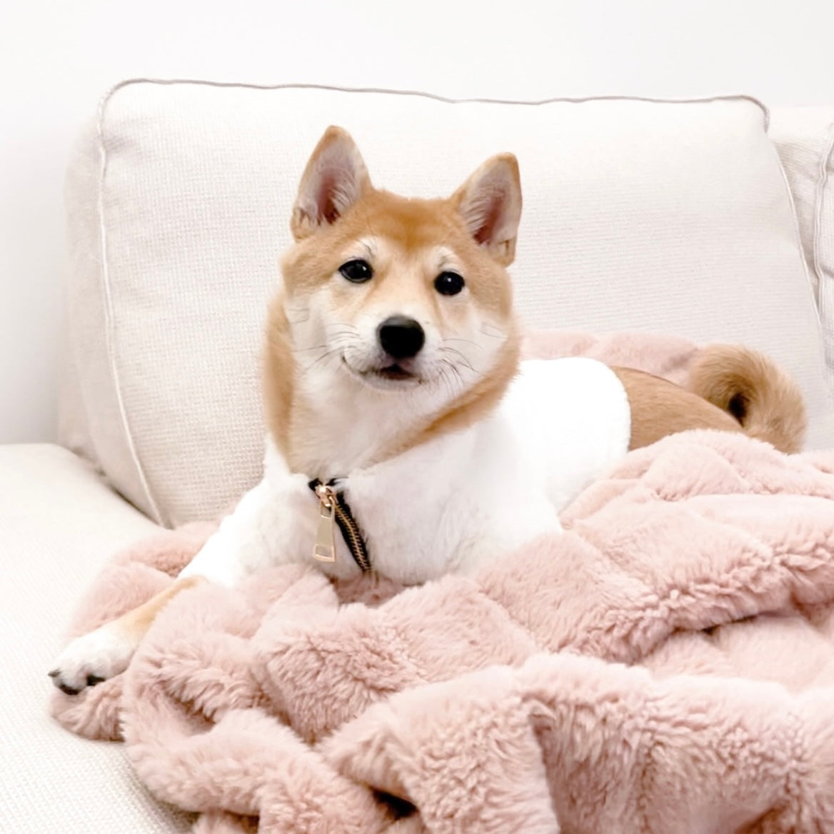 Furi Pet Bone Coat – Luxurious Faux Rabbit Fur Dog Jacket with Gold Zipper & Leash Opening