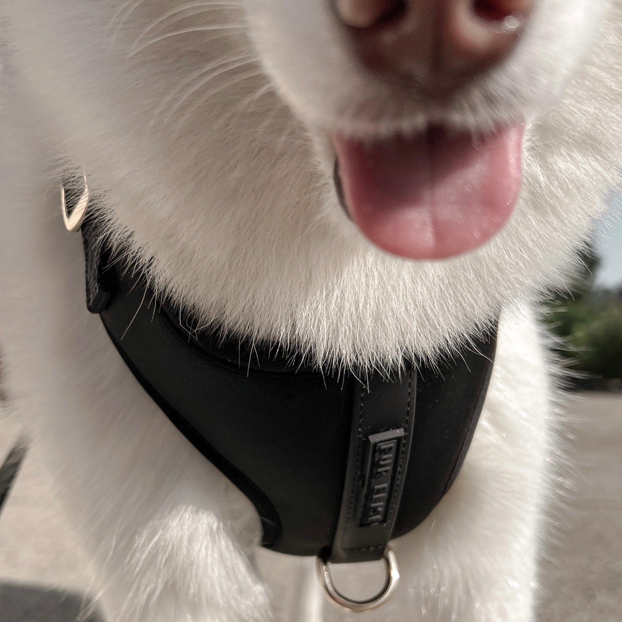 Elise Dog Harness – Adjustable, No-Pull, Comfortable & Durable for Small, Medium, and Large Dogs - Noir