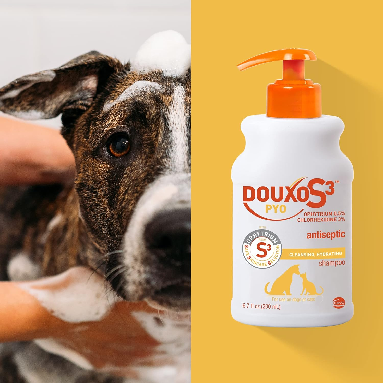 Douxo S3 PYO Antiseptic & Antifungal Shampoo for Dogs & Cats – Vet-Recommended Skin Care