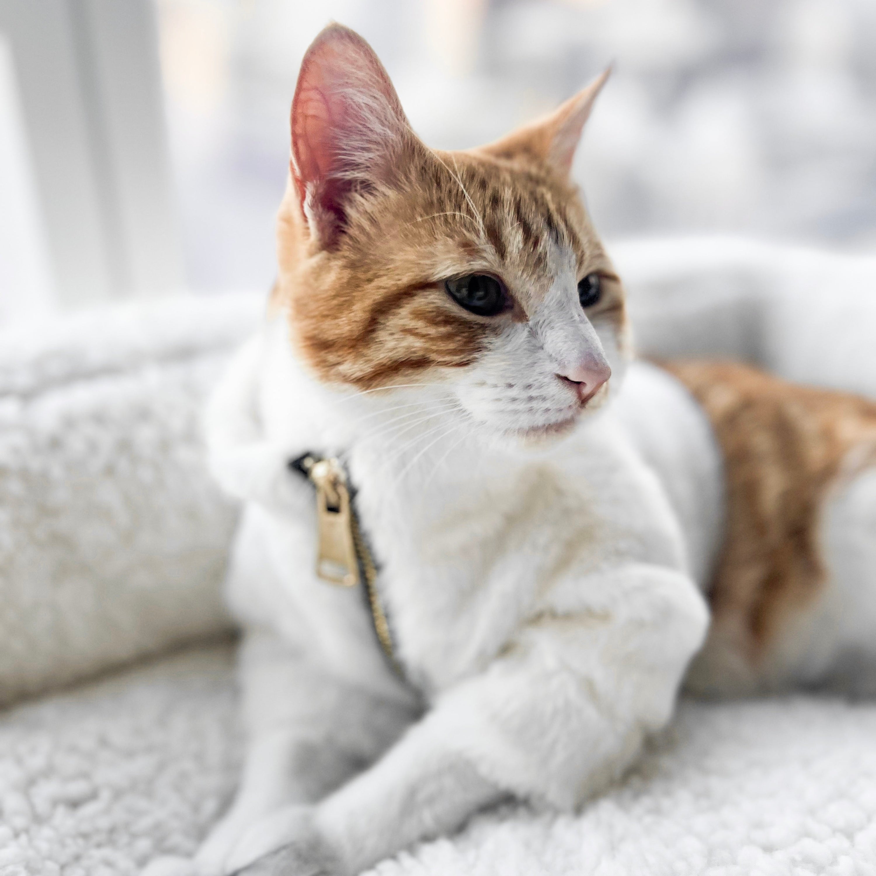 Furi Pet Bone Coat – Luxurious Faux Rabbit Fur Dog Jacket with Gold Zipper & Leash Opening