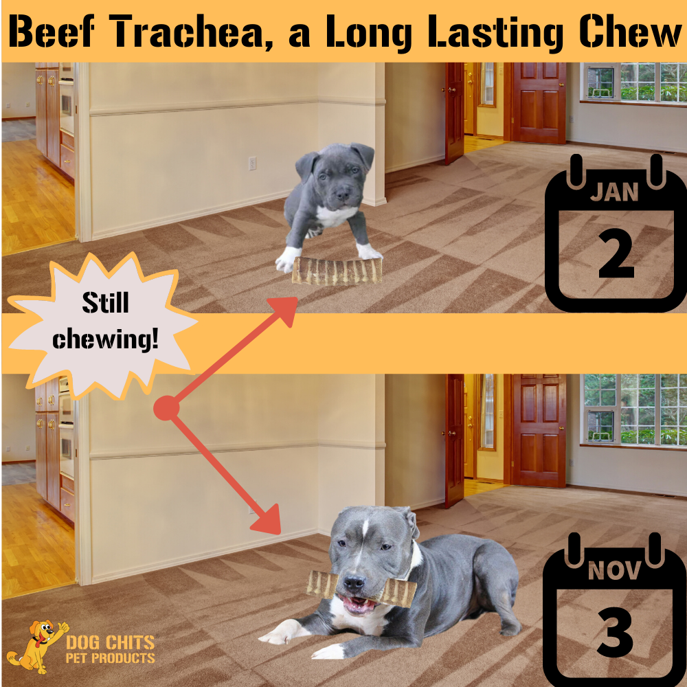 Beef Trachea Dog Chews β 6β8" All-Natural, Single Ingredient (8 Pack) by Dog Chits