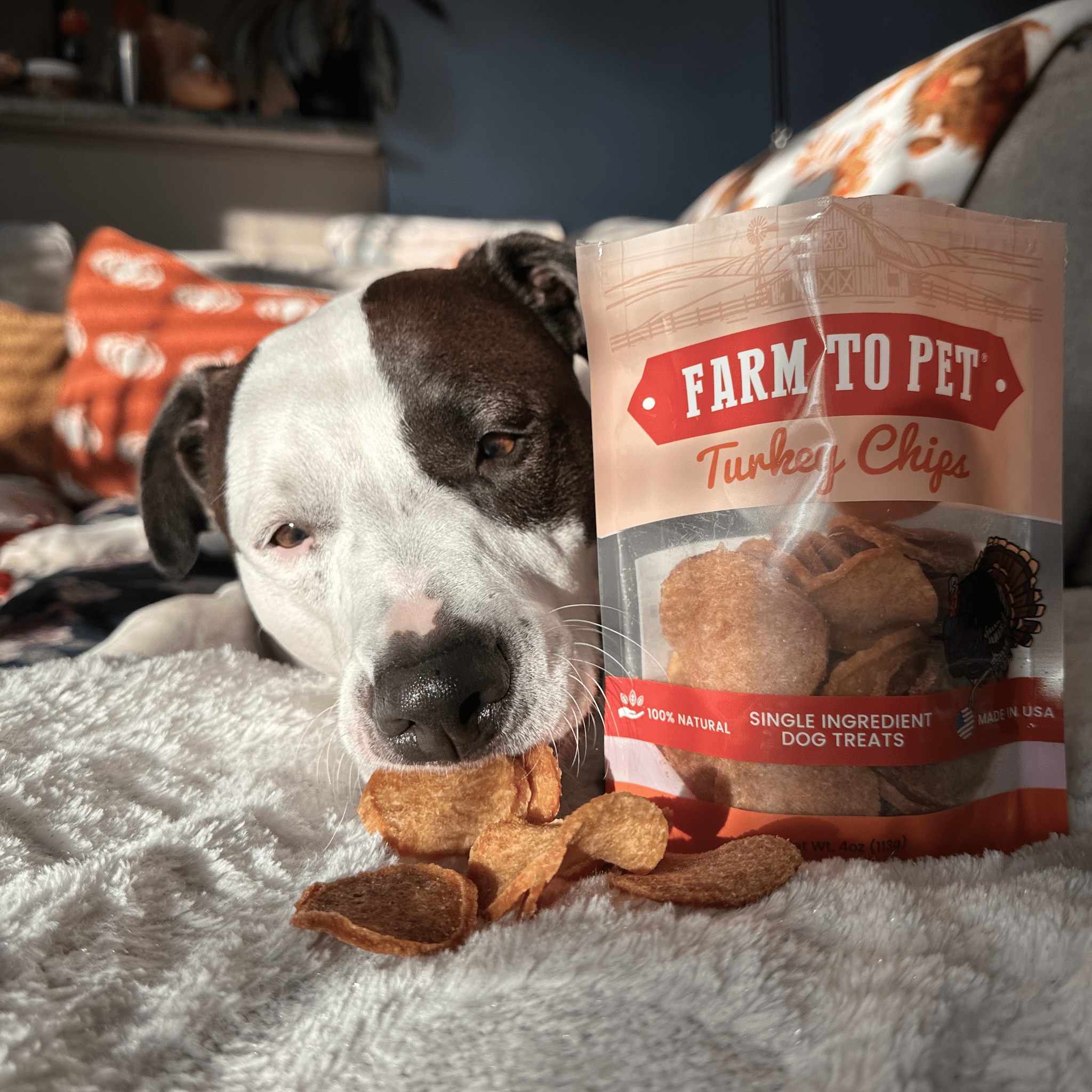All-Natural Turkey Chips for Dogs β High-Protein Dog Treats Made in the USA