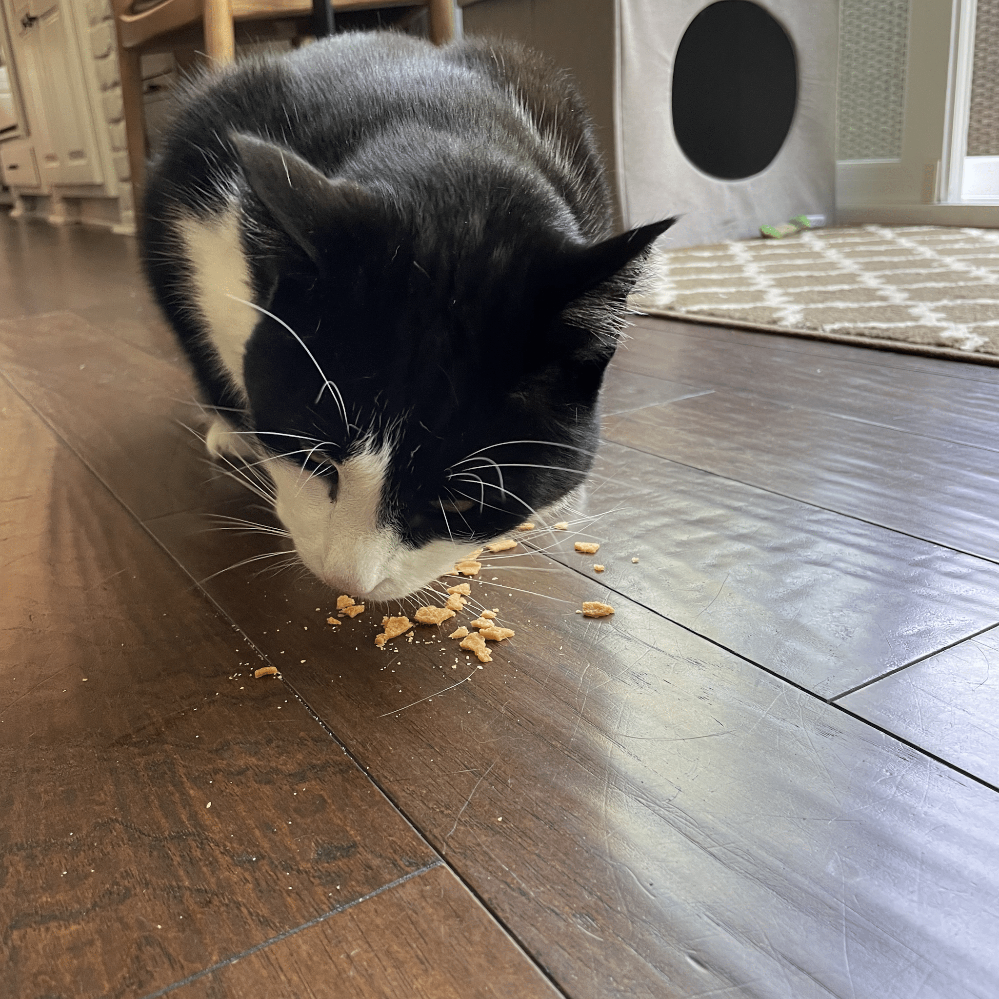 Grain-Free Turkey Crumbles for Cats โ All-Natural, High-Protein Treats