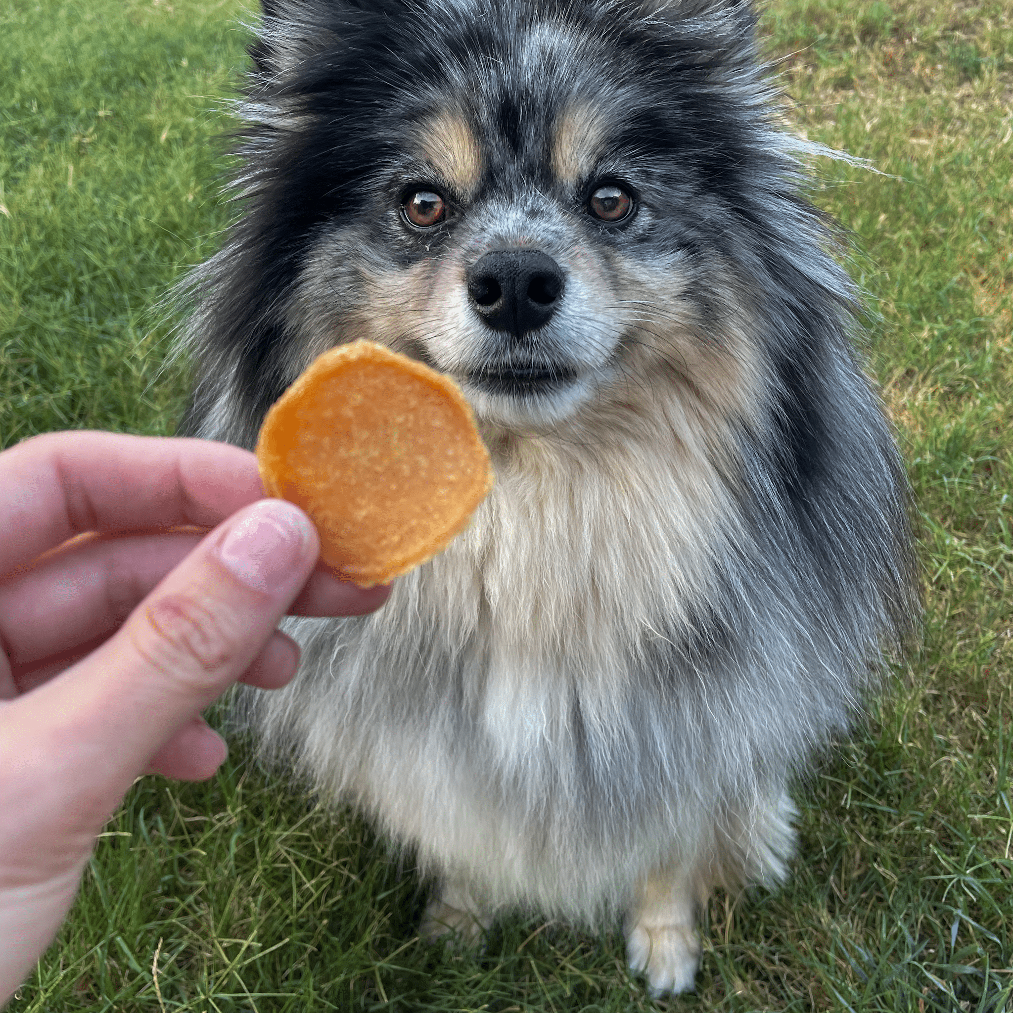 Chicago Chicken Chips for Dogs β All-Natural, High-Protein Dog Treats Made in the USA