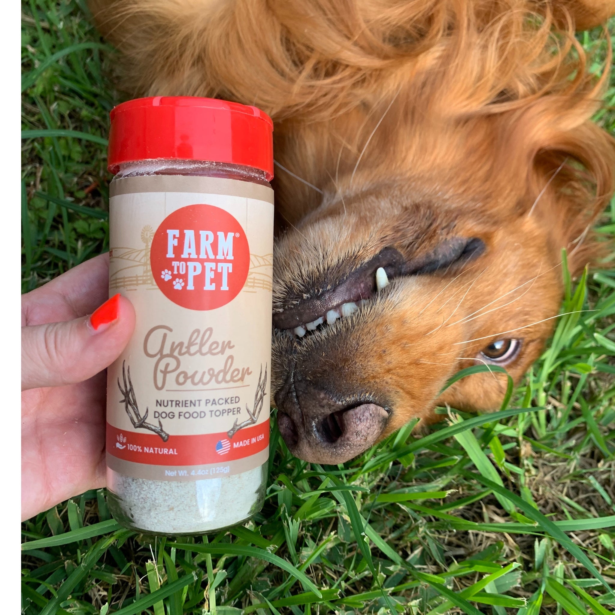 π¦ Antler Powder Dog Food Topper β Natural Nutrient Boost for Healthy Joints & Teeth πΆ