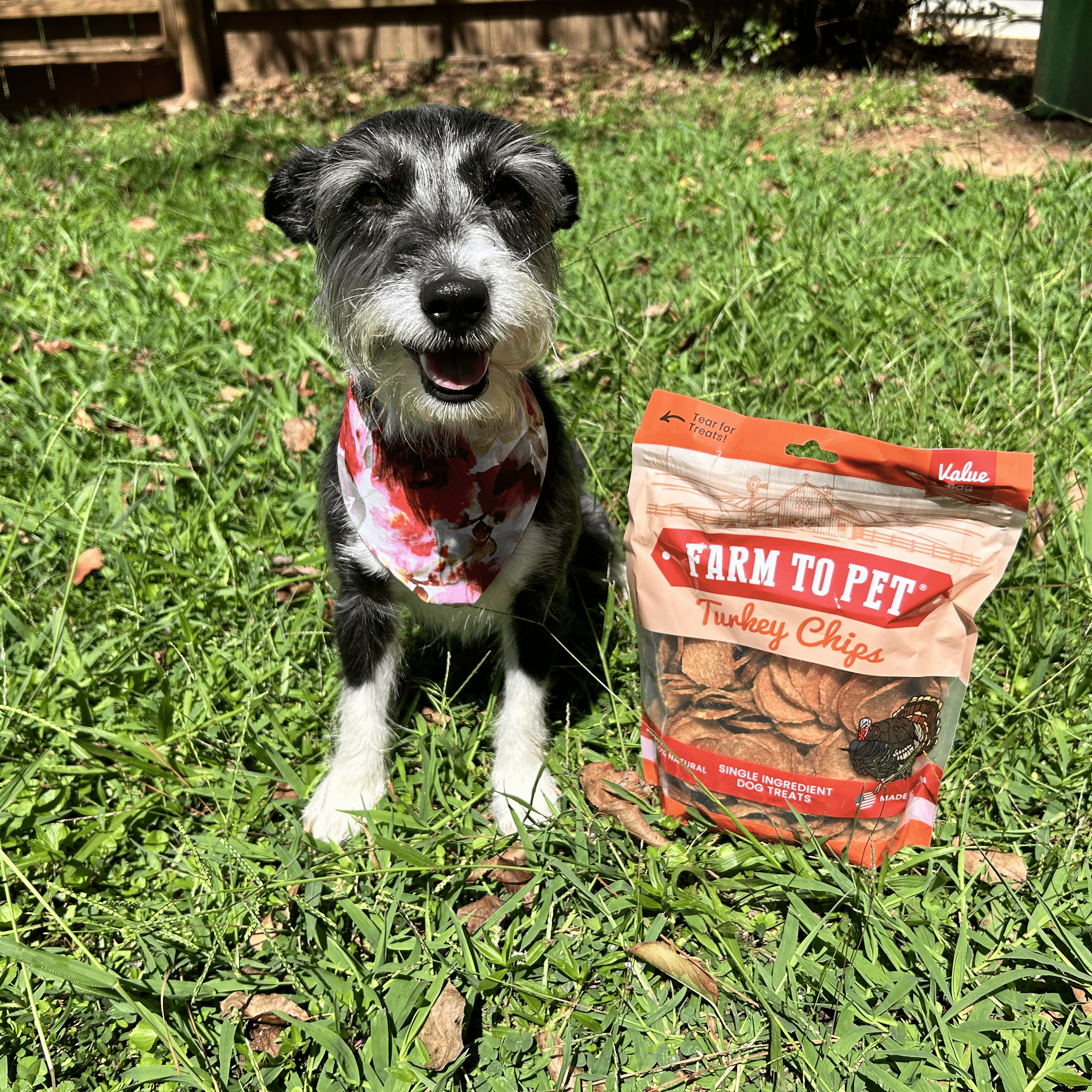 All-Natural Turkey Chips for Dogs β High-Protein Dog Treats Made in the USA