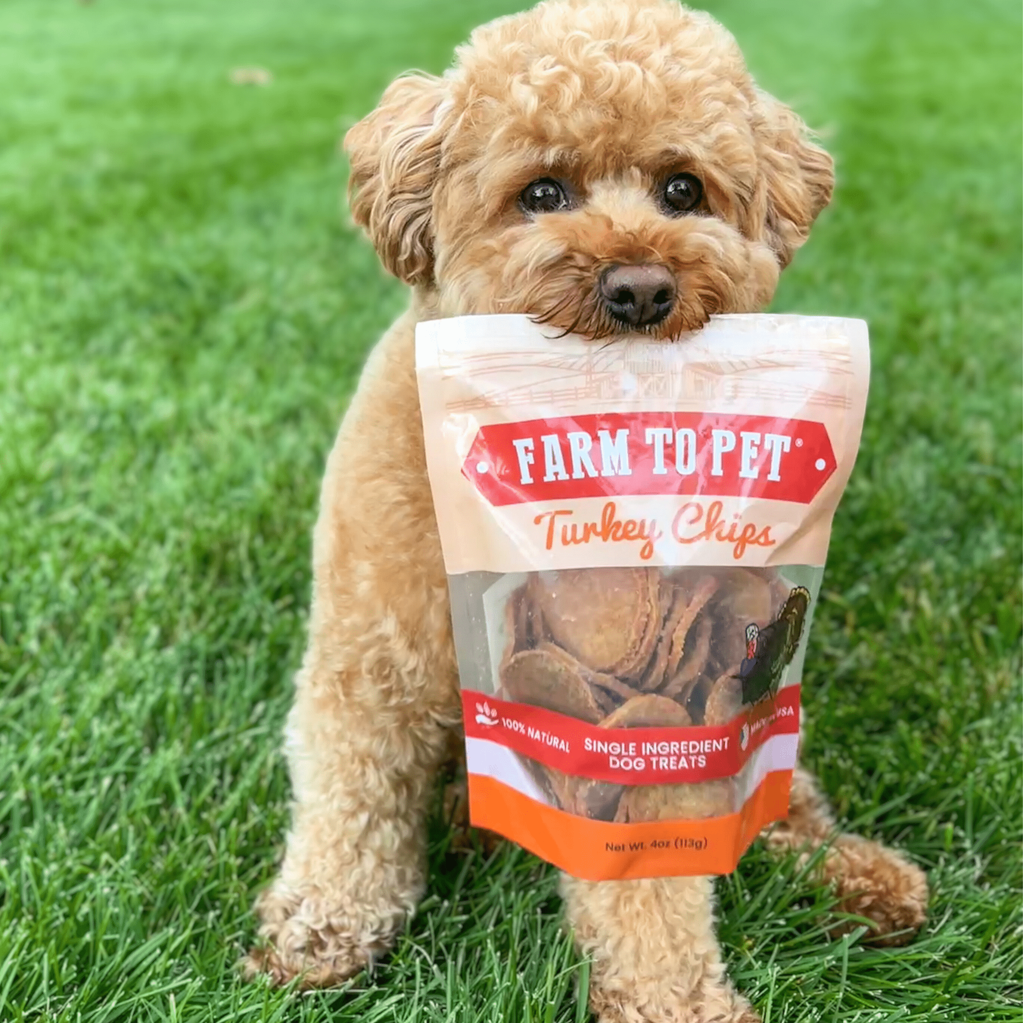 All-Natural Turkey Chips for Dogs β High-Protein Dog Treats Made in the USA