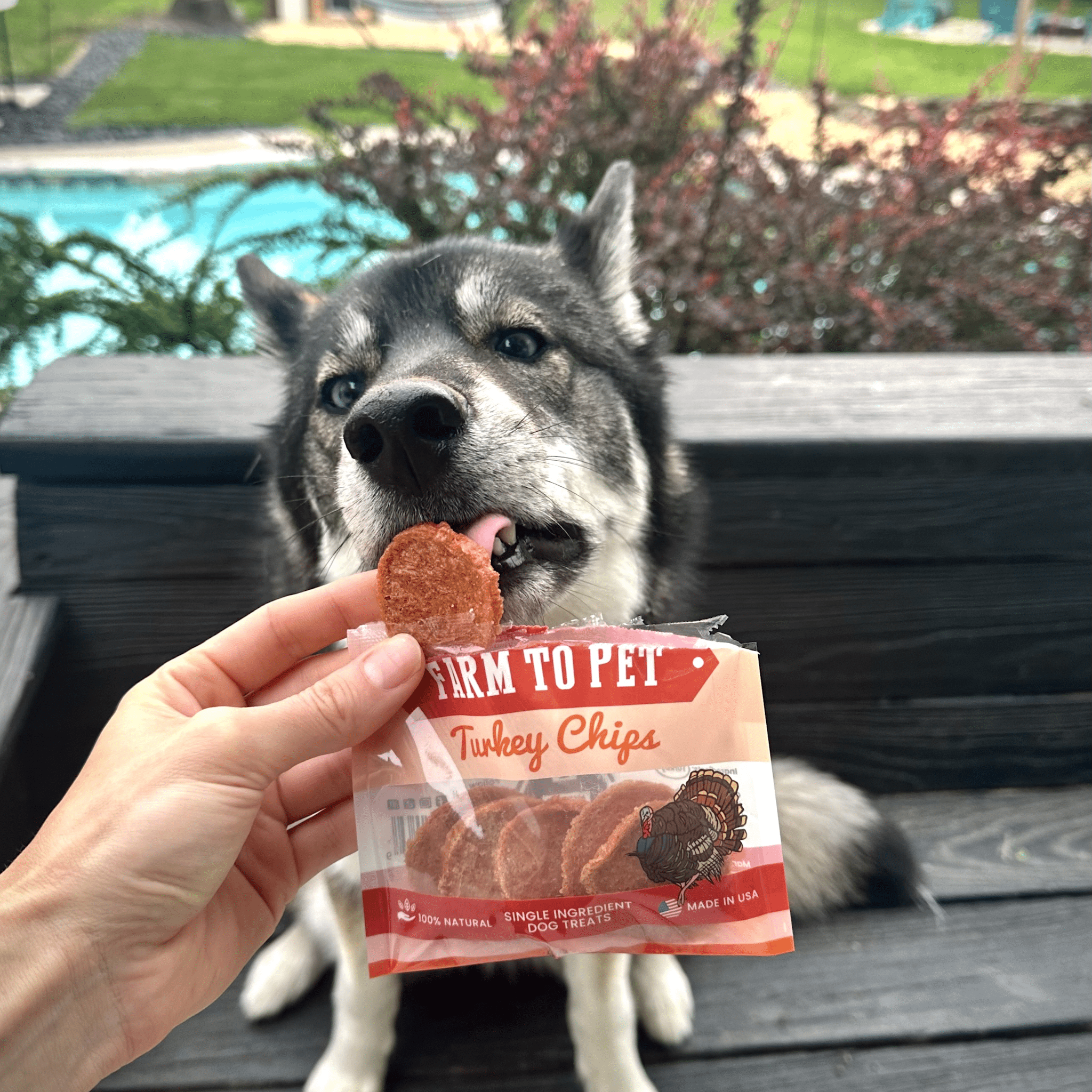 High-Protein Turkey Chip Snack Pack Bundles – All-Natural, Single-Ingredient Dog Treats