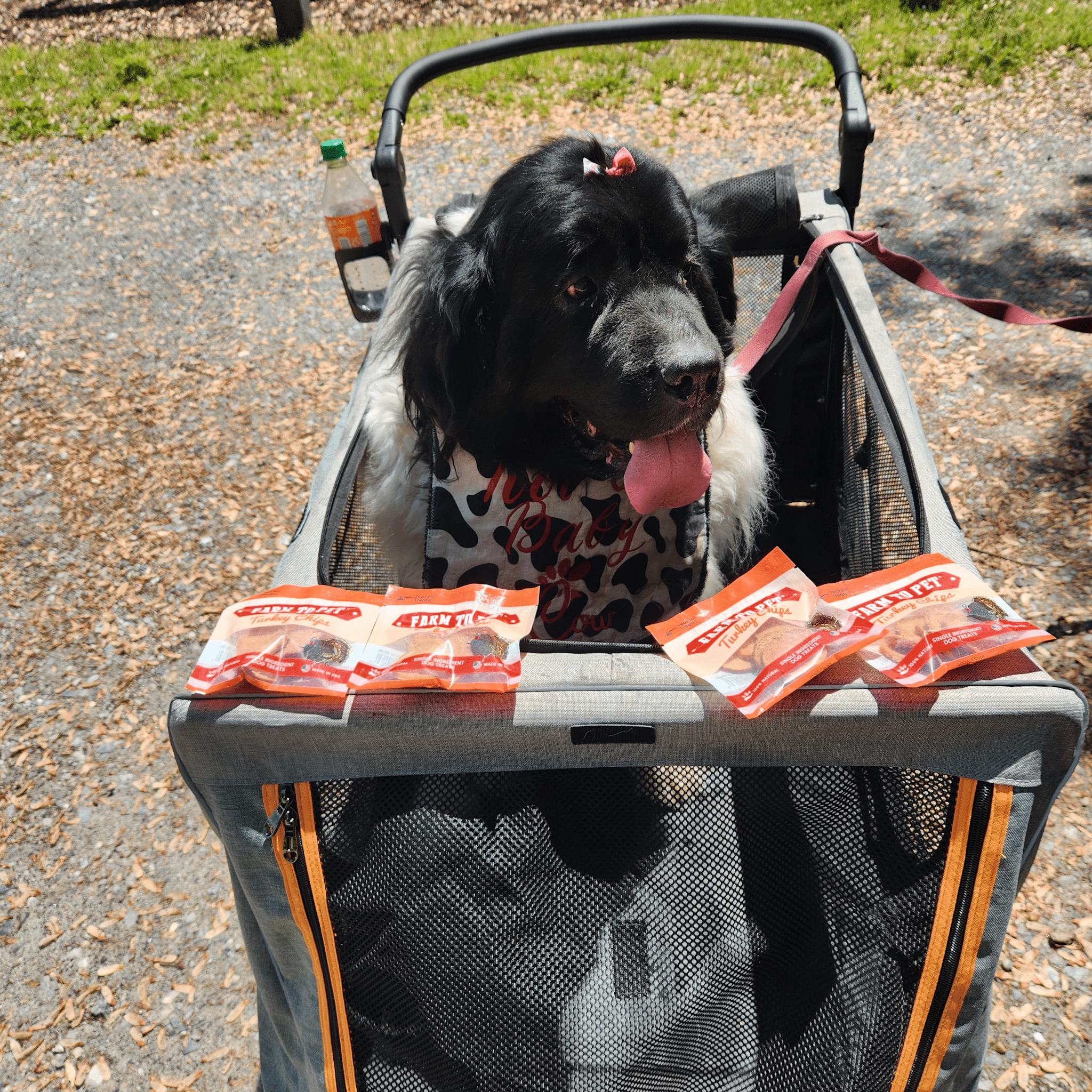 High-Protein Turkey Chip Snack Pack Bundles – All-Natural, Single-Ingredient Dog Treats