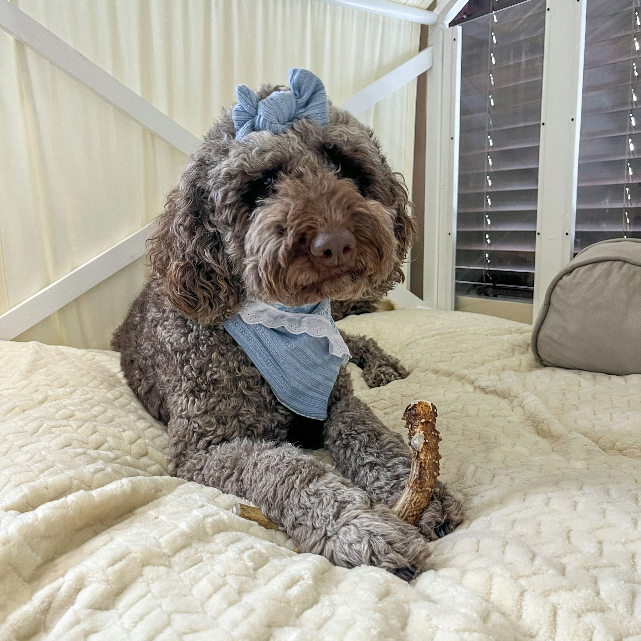 All-Natural Deer Antler Dog Chews
