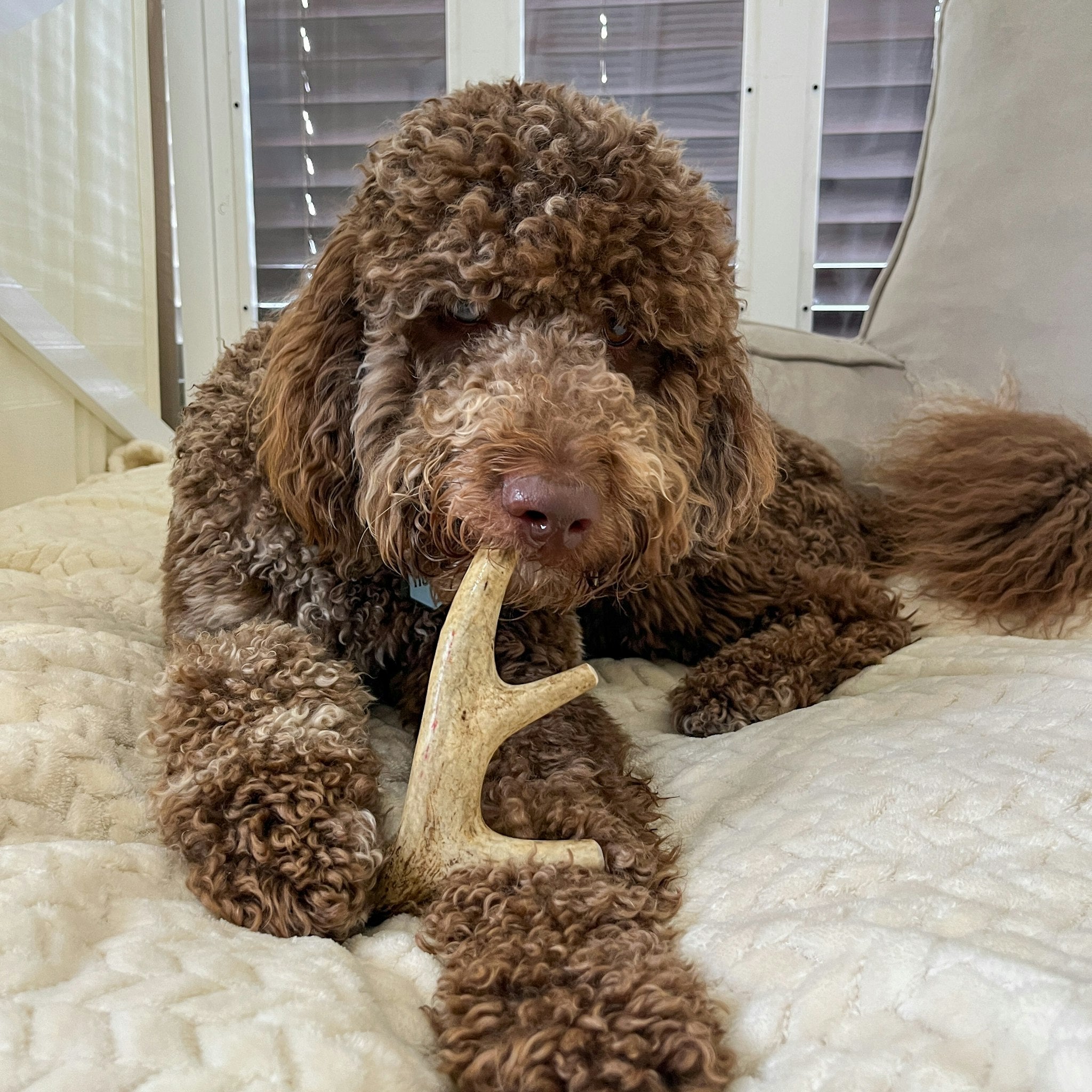 All-Natural Deer Antler Dog Chews