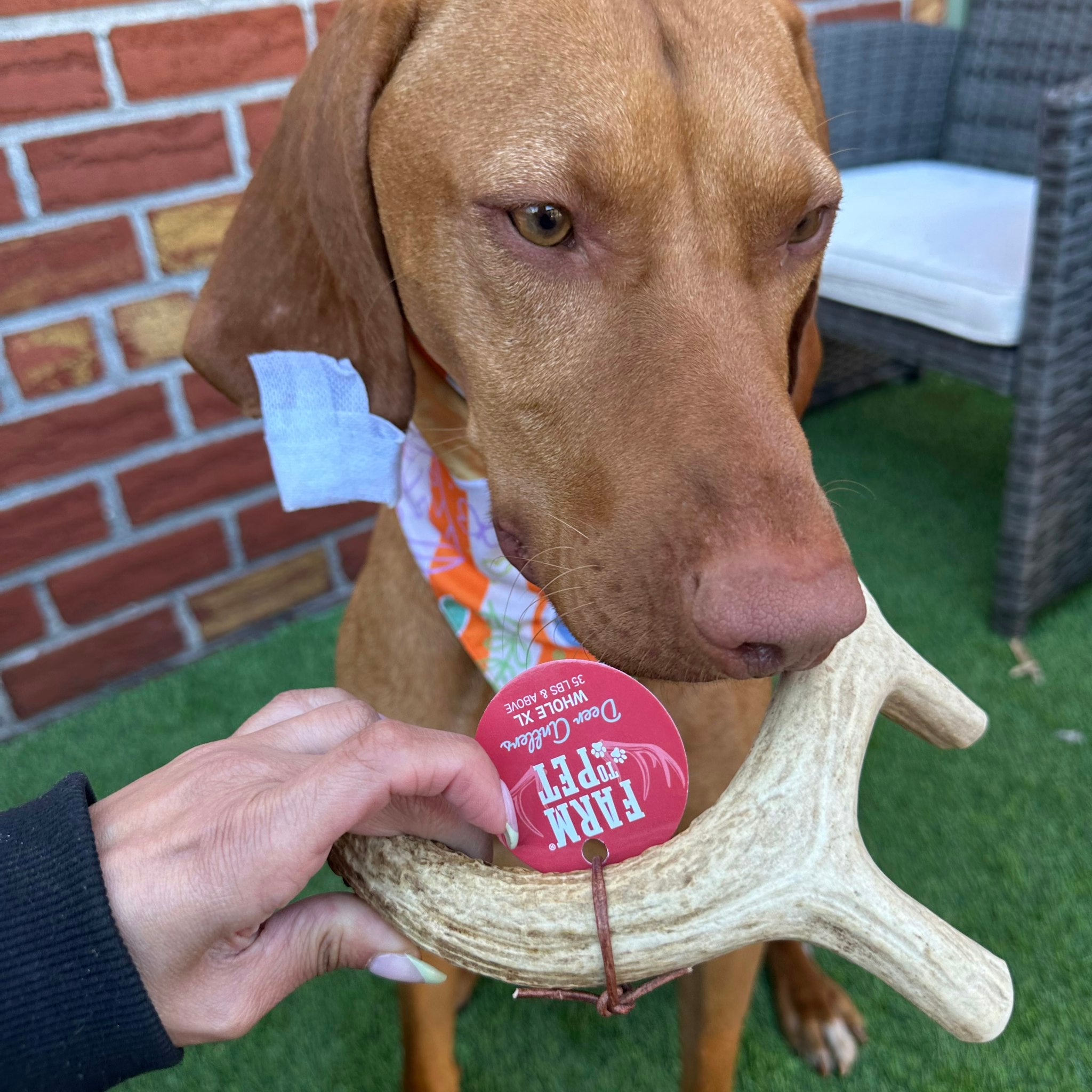All-Natural Deer Antler Dog Chews