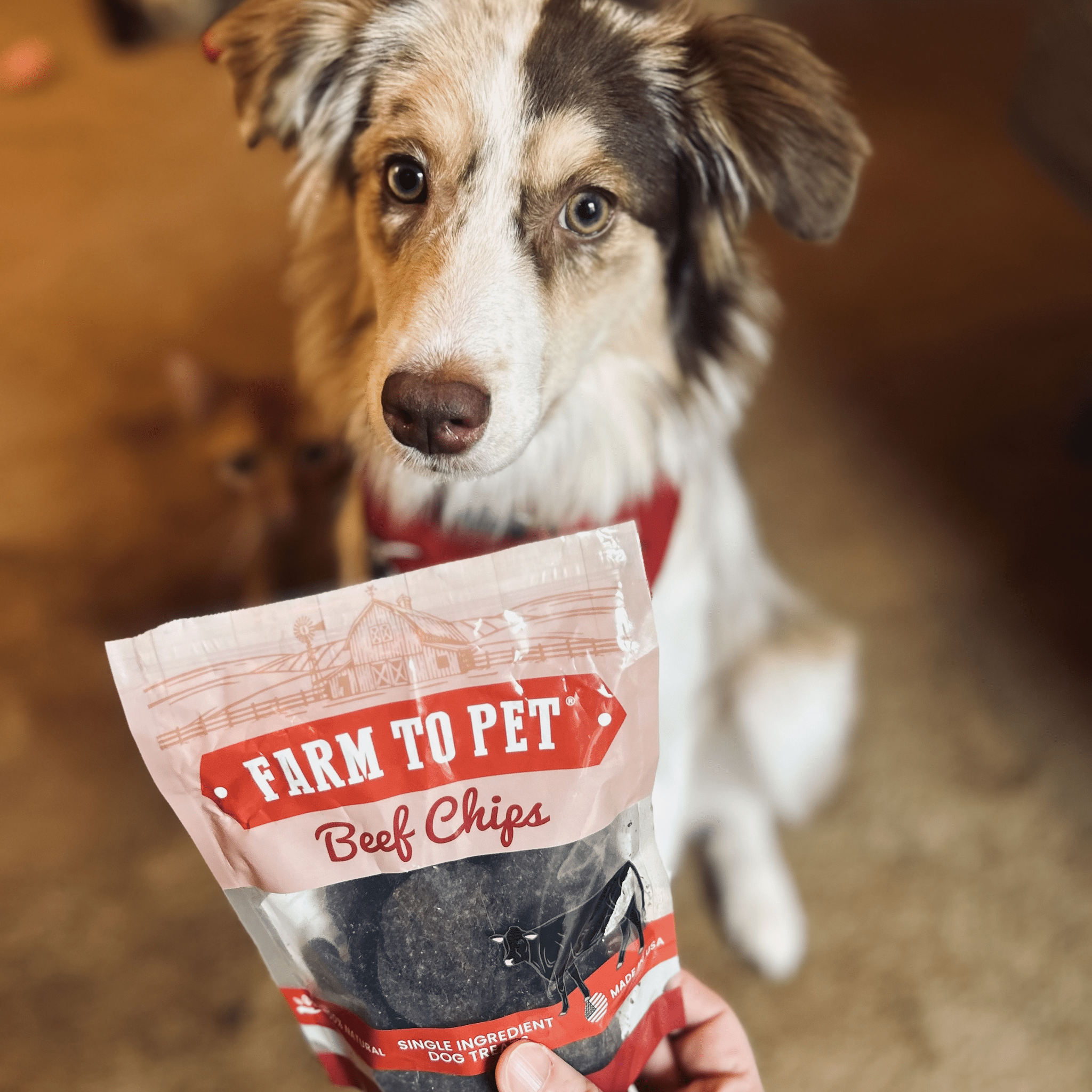 Puppy Packs 'N Snacks – All-Natural Dog Treat Starter Pack for Healthy Training & Rewards