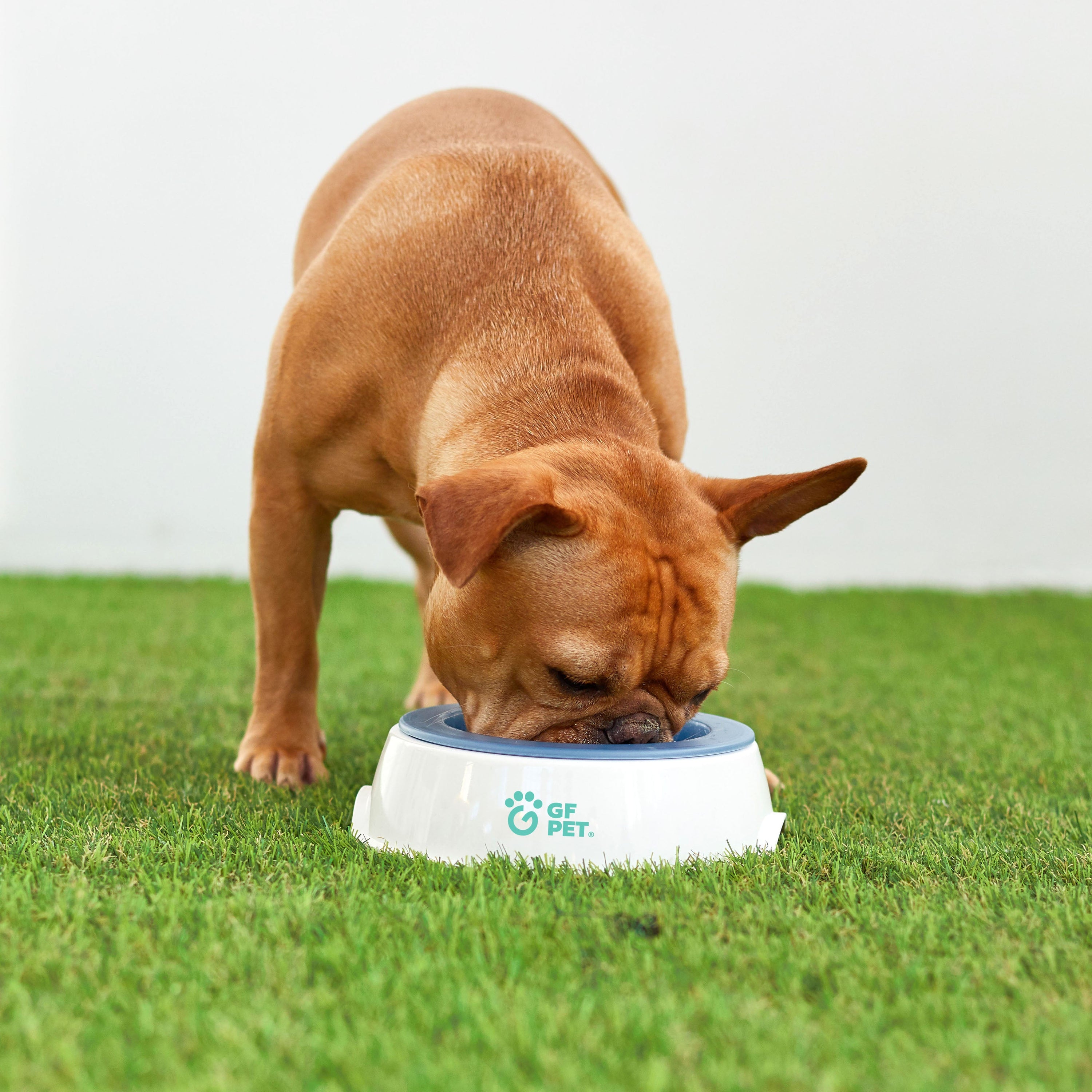 Ice Bowl – Cooling Water Bowl for Pets | Keep Dogs & Cats Hydrated & Comfortable