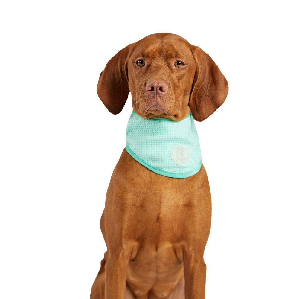 ICE BAND Aqua Dog Cooling Bandana – Instant Cooling Relief for Hot Weather