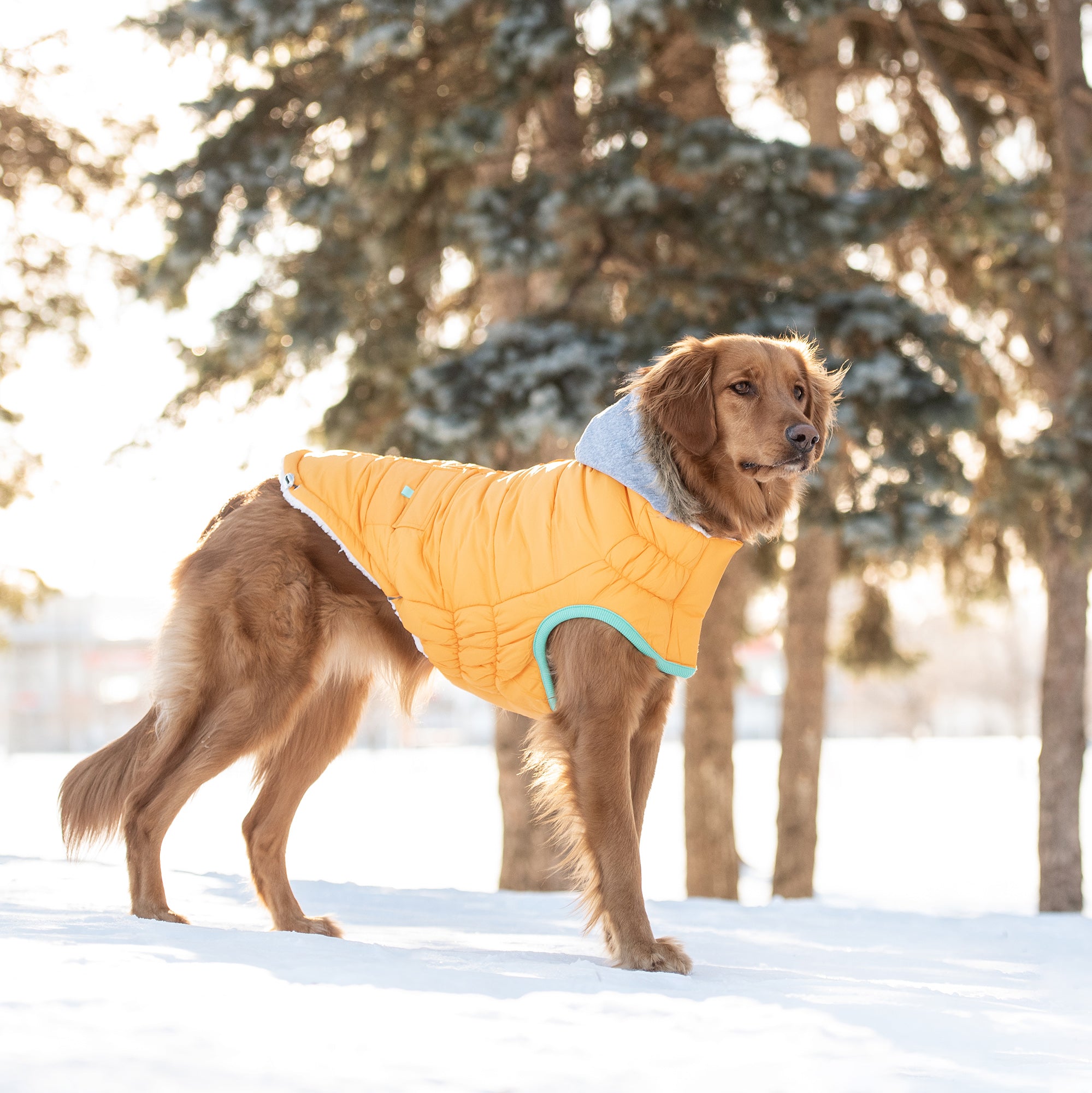GF PET® Winter Yellow Sailor Parka – Warm, Water-Repellent Dog Coat with Sherpa Lining