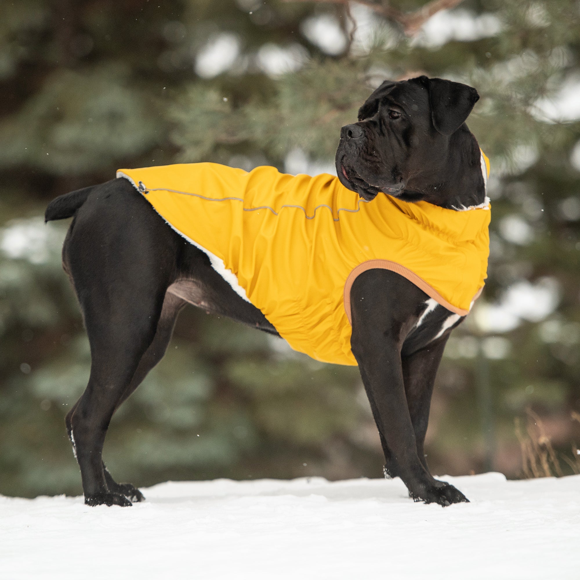 Thermal-Lined Yellow Raincoat – Rain & Cold Weather Defense in One