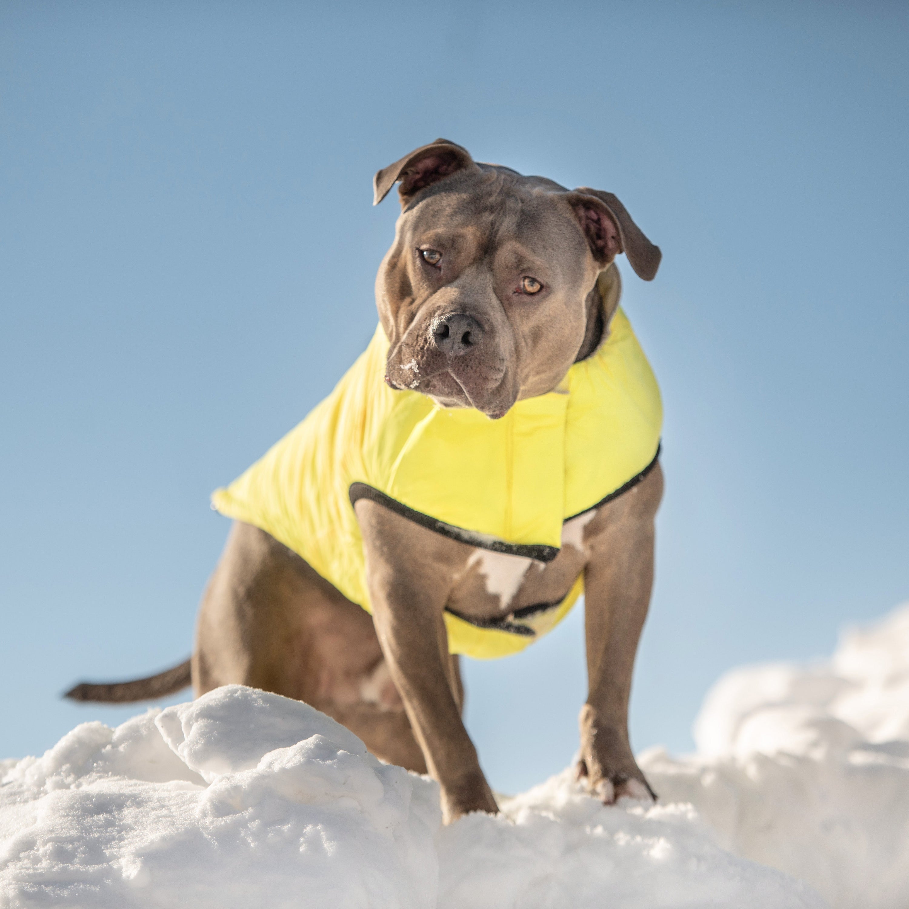 GF PET® Reversible Chalet Dog Jacket – Sand/Yellow, Elasto-FIT® & Water-Resistant