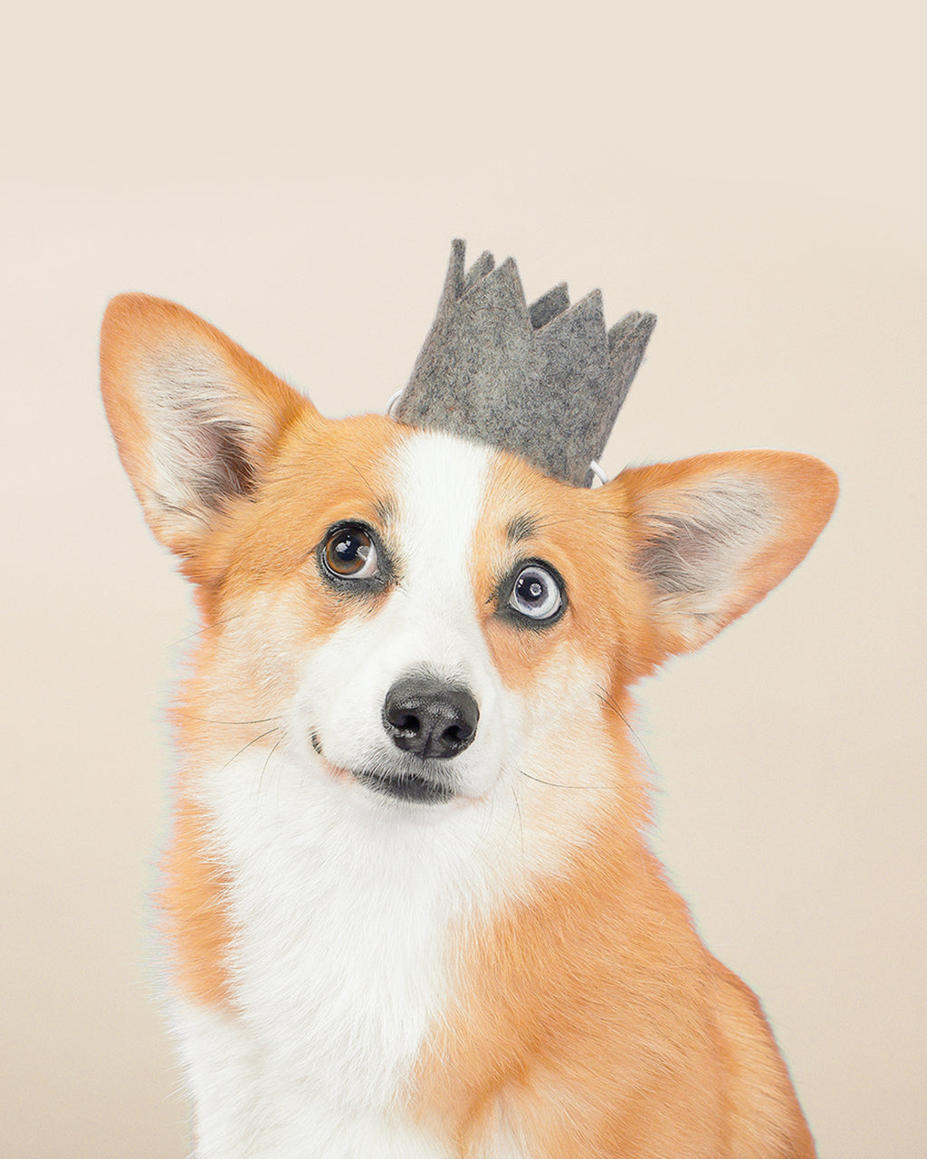 Neutral Pet Party Crowns – Stylish Soft Tones for Dogs & Cats