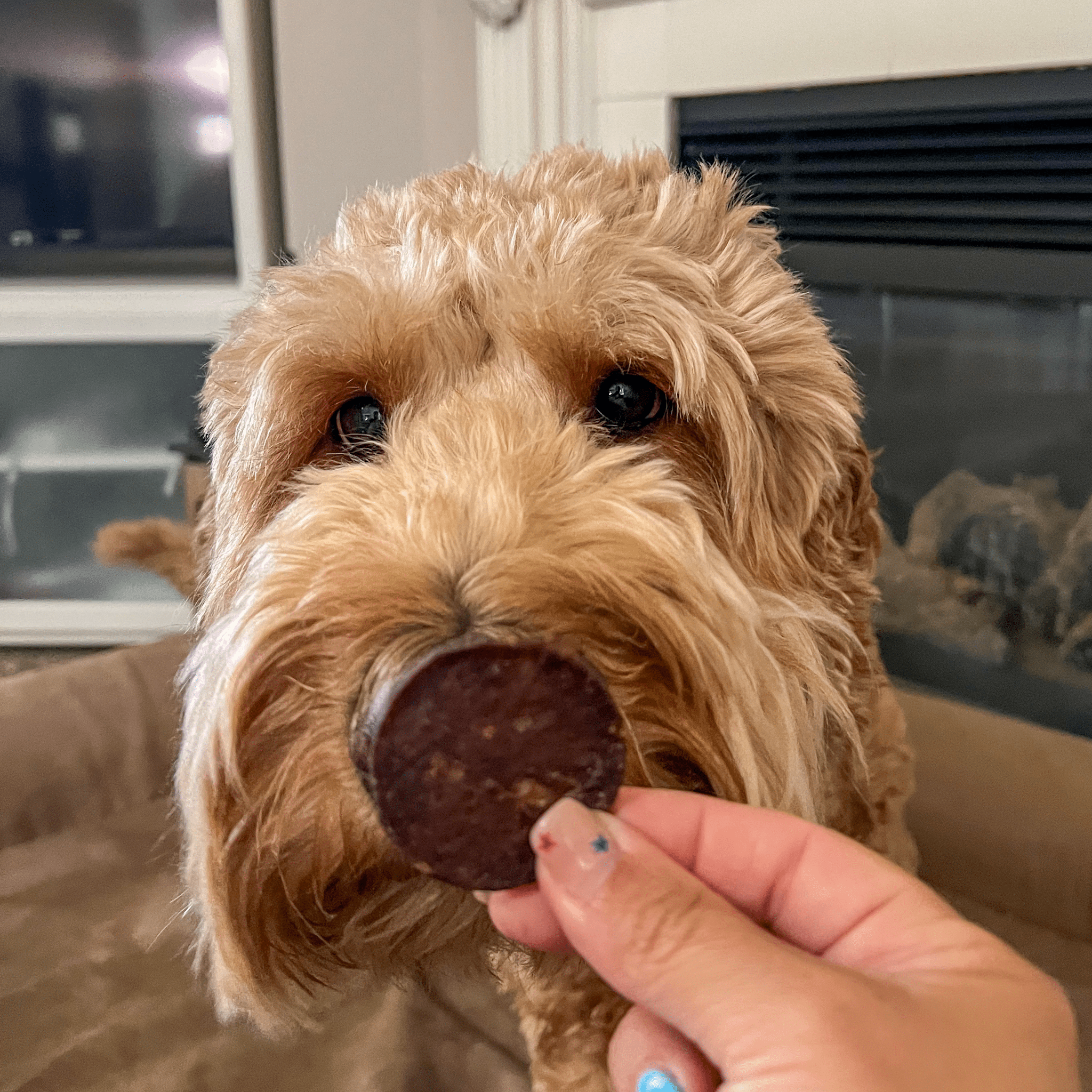 All-Natural Beef Chips for Dogs β High-Protein Dog Treats Made in the USA