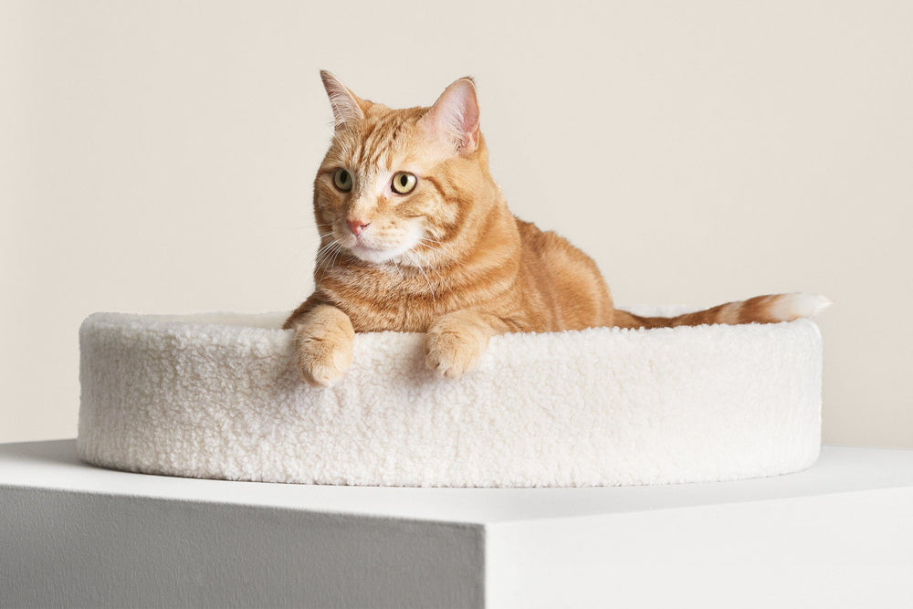 Kip Cat Cushion | Modern Nesting Bed with Faux Shearling & Sculpted Foam