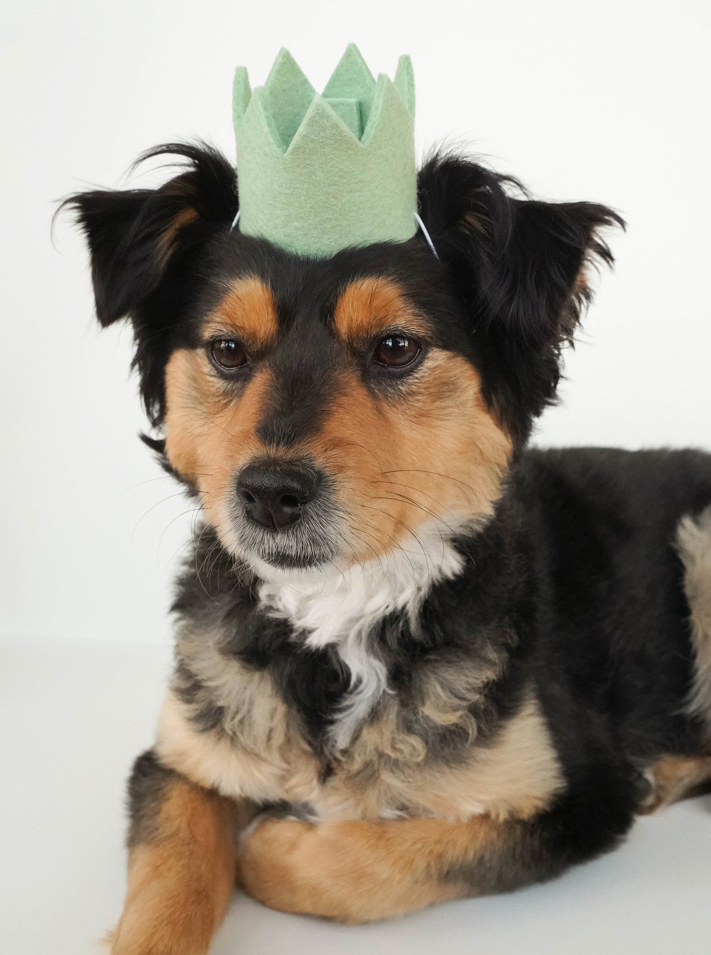 Neutral Pet Party Crowns – Stylish Soft Tones for Dogs & Cats