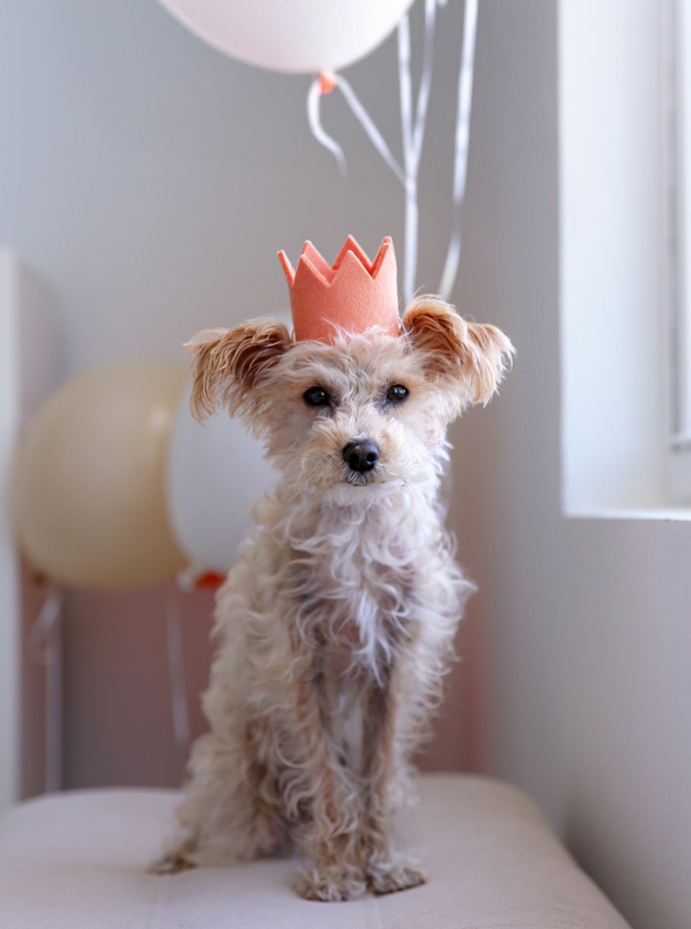 Neutral Pet Party Crowns – Stylish Soft Tones for Dogs & Cats
