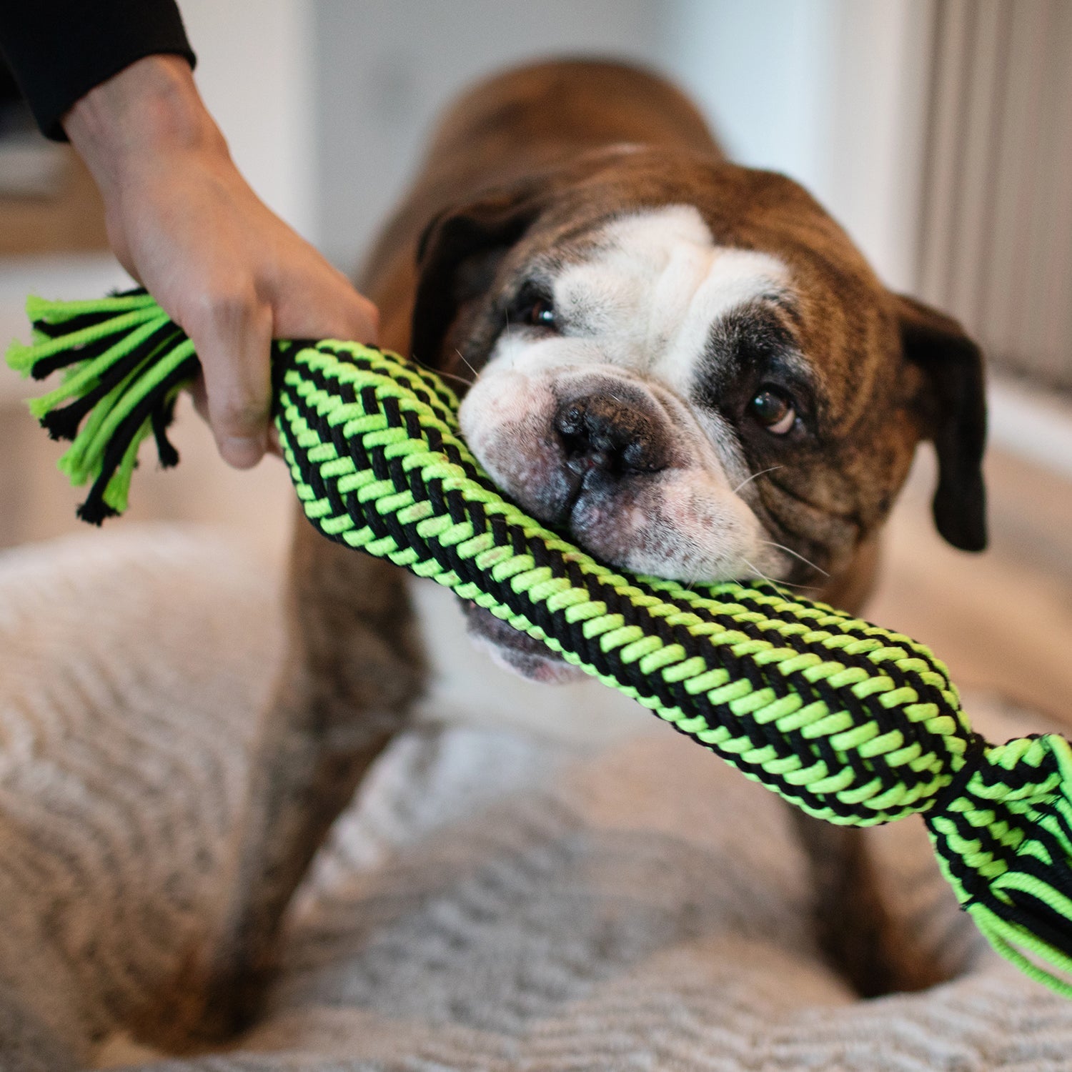 Knotty Chewer – The Ultimate Tug & Squeak Rope Toy