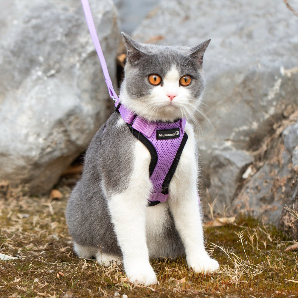 Reflective Cat Harness and Leash Set by Mr. Peanut’s – PurrTrek Escape-Proof Comfort