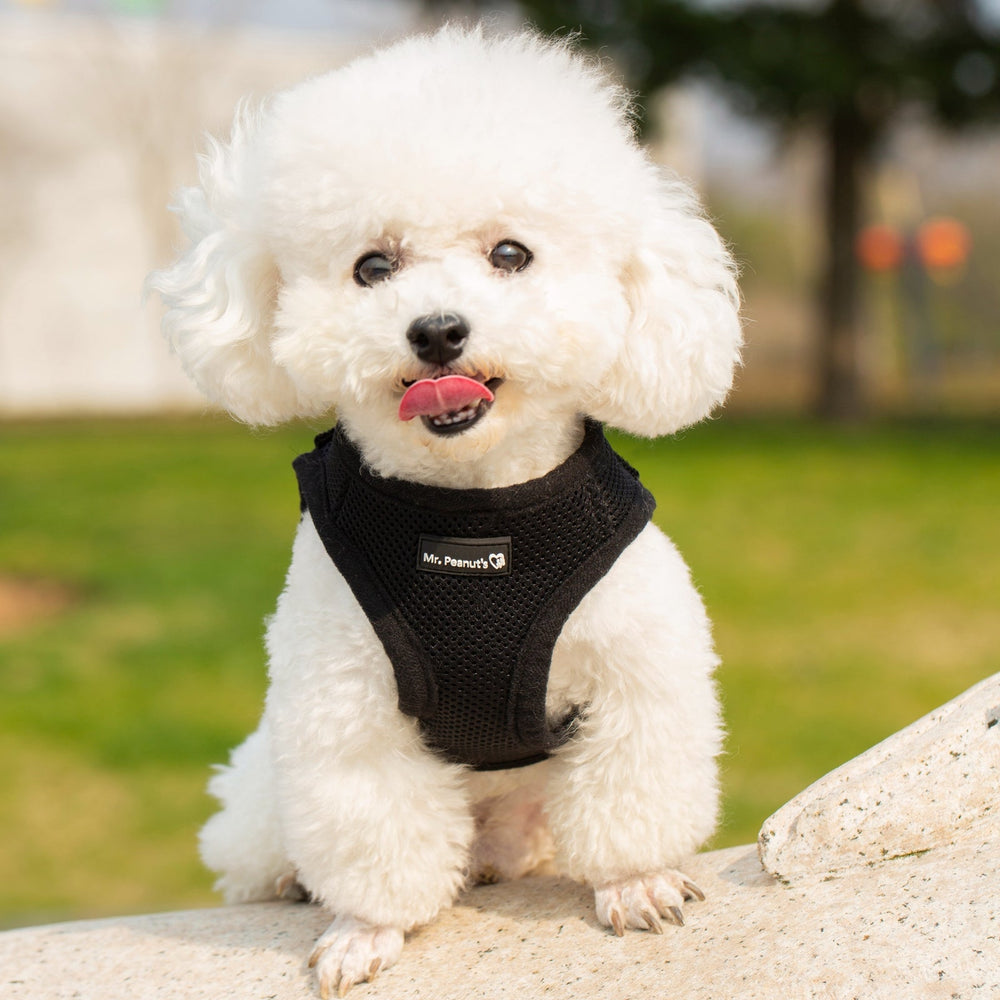 Mr. Peanut’s PupTrek Step-In Harness & Leash Combo – Breathable Mesh Vest for Small Pets