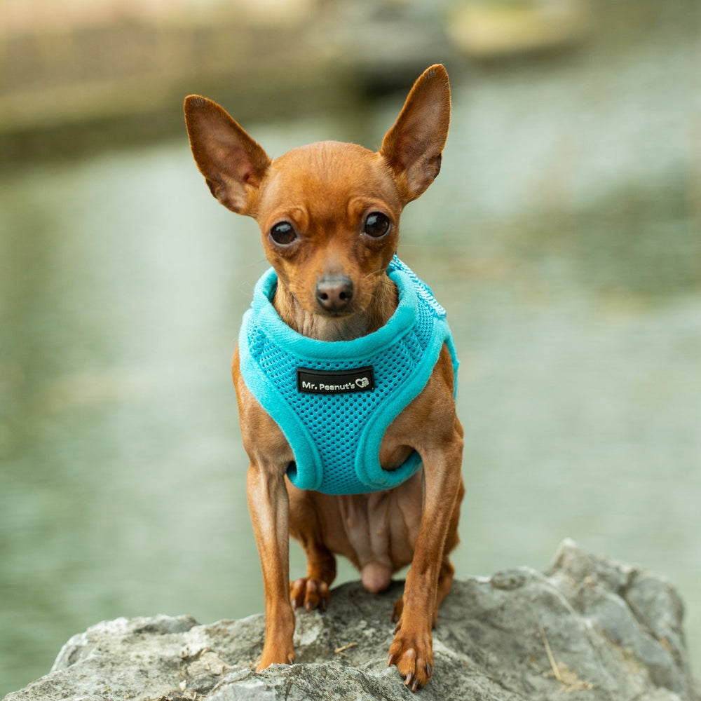 Mr. Peanut’s PupTrek Step-In Harness & Leash Combo – Breathable Mesh Vest for Small Pets