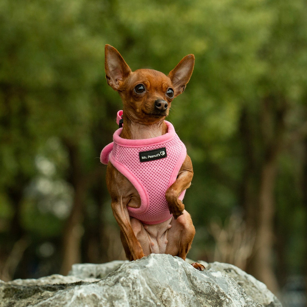 Mr. Peanut’s PupTrek Step-In Harness & Leash Combo – Breathable Mesh Vest for Small Pets