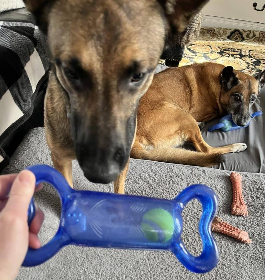 KONG Jumbler Tug - Perfect Interactive Dog Toy