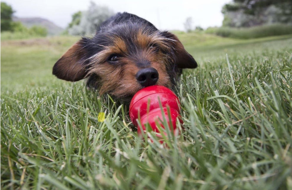 KONG Easy Treat Peanut Butter Flavor for Dogs – 8 oz | Long-Lasting Dog Treat Filler