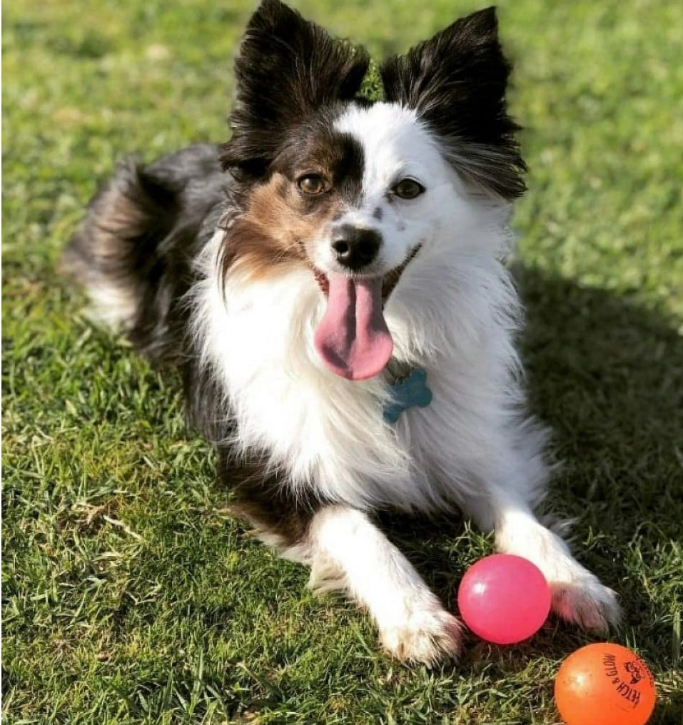 SPUNKY Pup Fetch & Glow Ball S 2pk a Active Toy for your Dog