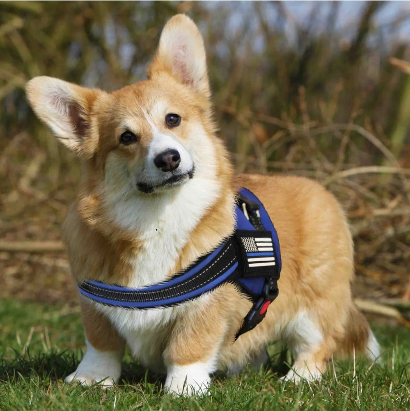 Boss Dog Tactical Harness Patch - USA Thin Blue Line, (6-Pack)