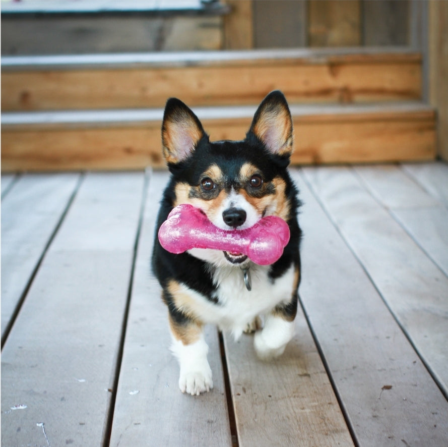 KONG Squeezz Crackle Bone Dog Toy - Durable, Fun & Engaging Play