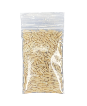 Grow Fresh Fun with the Multipet Catnip Garden Cat Grass Kit: Perfect for Indoor Cats