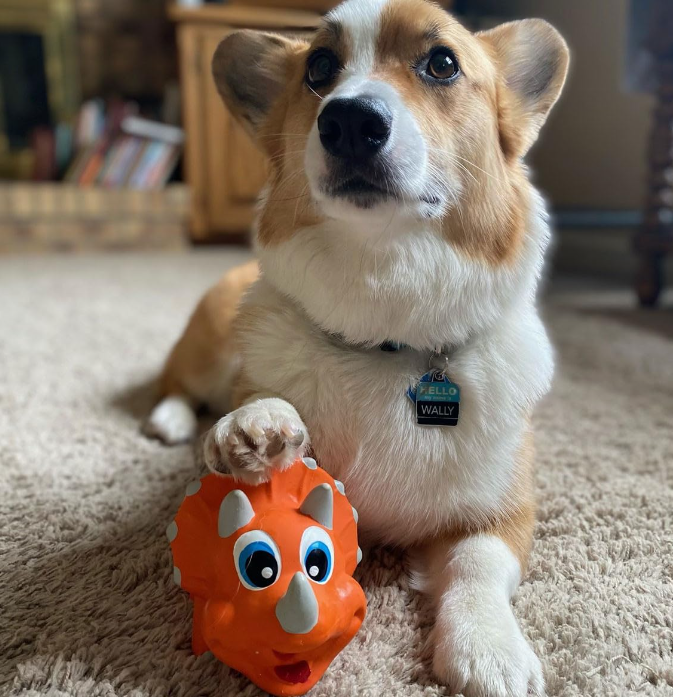 PETSPORT NaturFlex Babies - Durable and Safe Pet Toys for Your Furry Friends