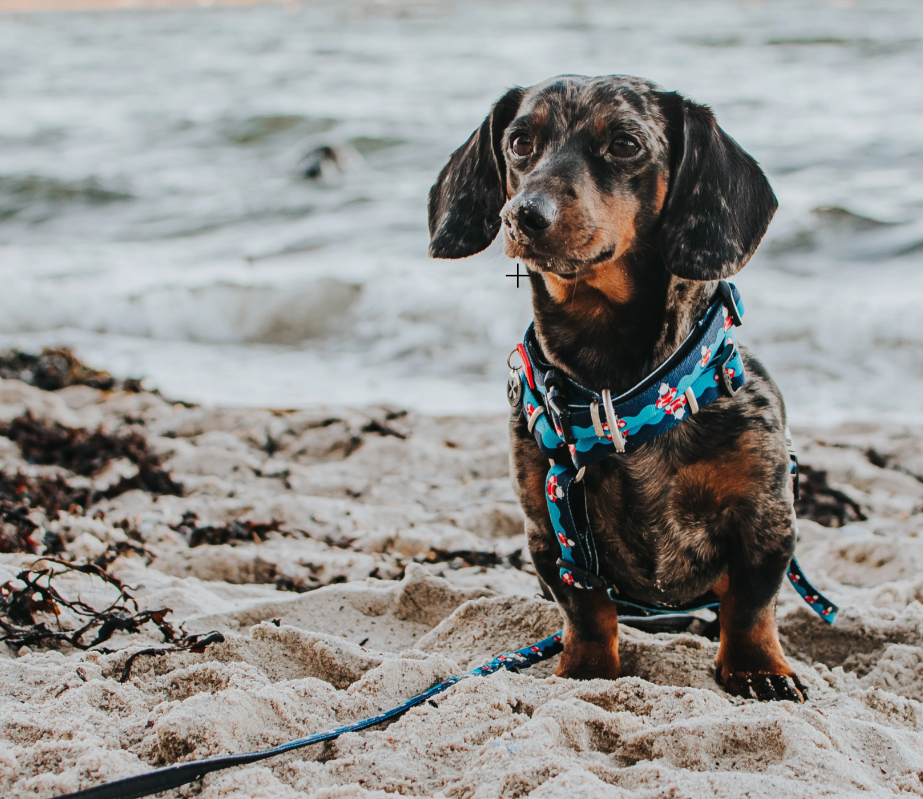 MAX& MOLLY Frenzy The Shark Neoprene Dog Leash: Comfort and Style for Everyday Walks