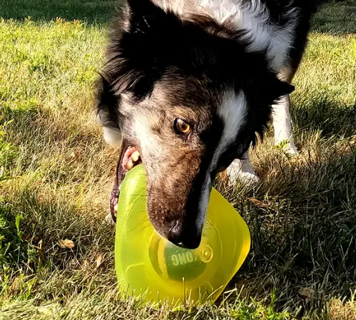 KONG Jumbler Flinger Dog Toy, Medium/Large - Durable Interactive Play