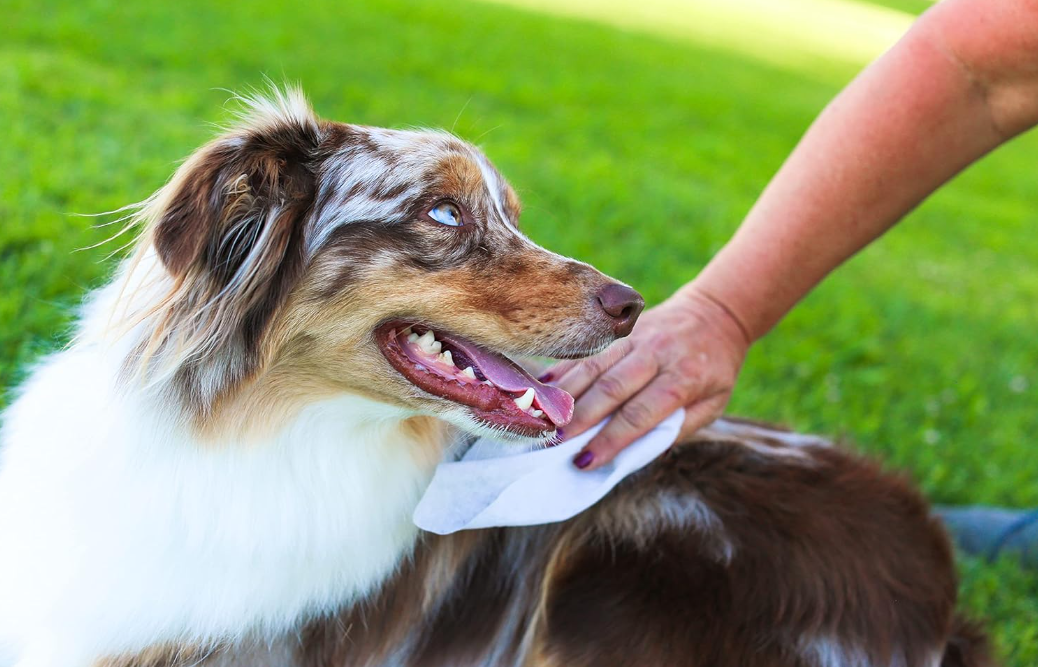 EARTHBATH Hypo-Allergenic Grooming Wipes - 100 Count | All-Natural, Safe & Gentle for Pets