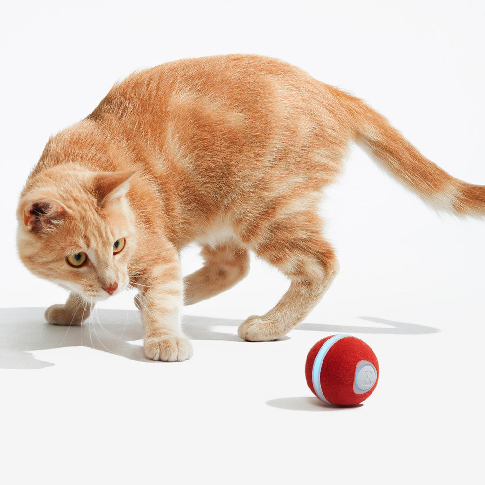 Wicked Ball M3 – Smart Interactive Cat Toy 🐾🧶 (Carpet-Friendly Upgrade!)