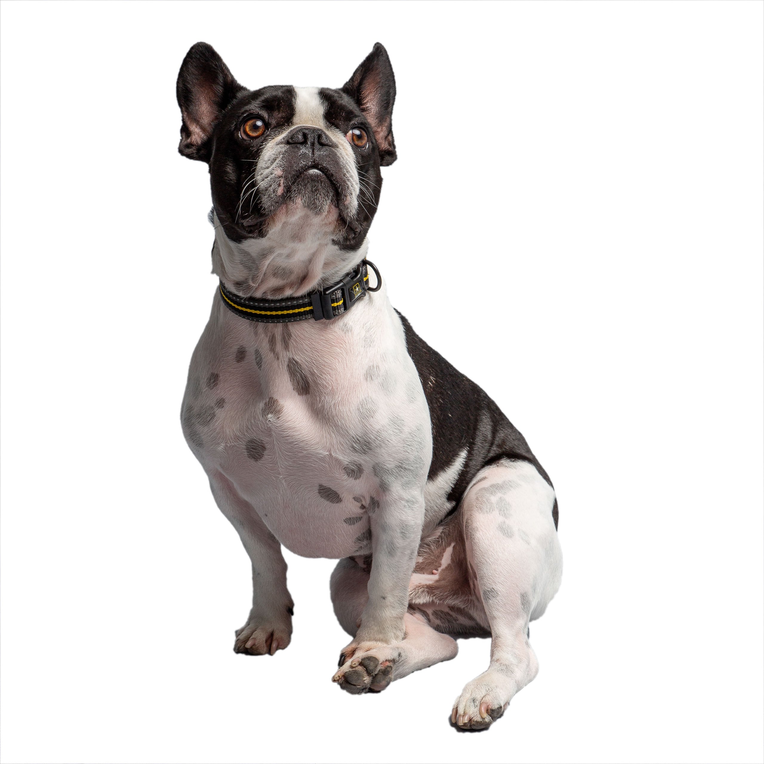 US Army® Reflective Dog Collar – Dark Camo