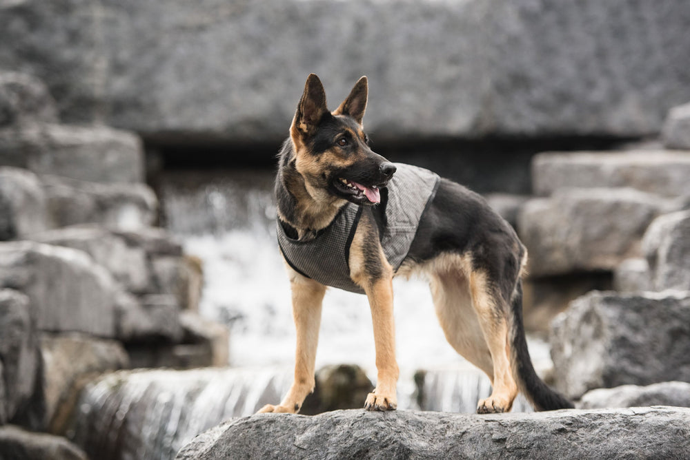 Official U.S. Army® Dog Cooling Vest – Grey | Lightweight, UV Protective & Adjustable